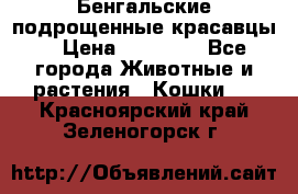 Бенгальские подрощенные красавцы. › Цена ­ 20 000 - Все города Животные и растения » Кошки   . Красноярский край,Зеленогорск г.